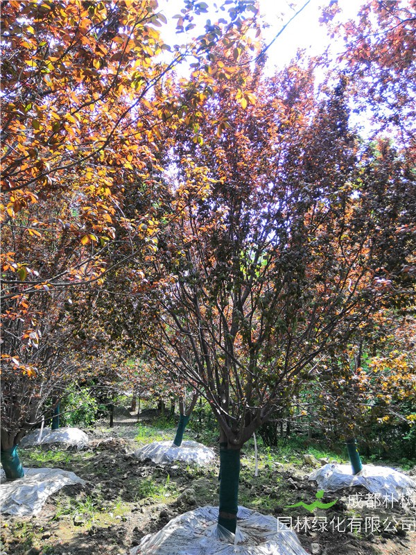 红叶李的花是什么花序？红叶李品质怎么样？