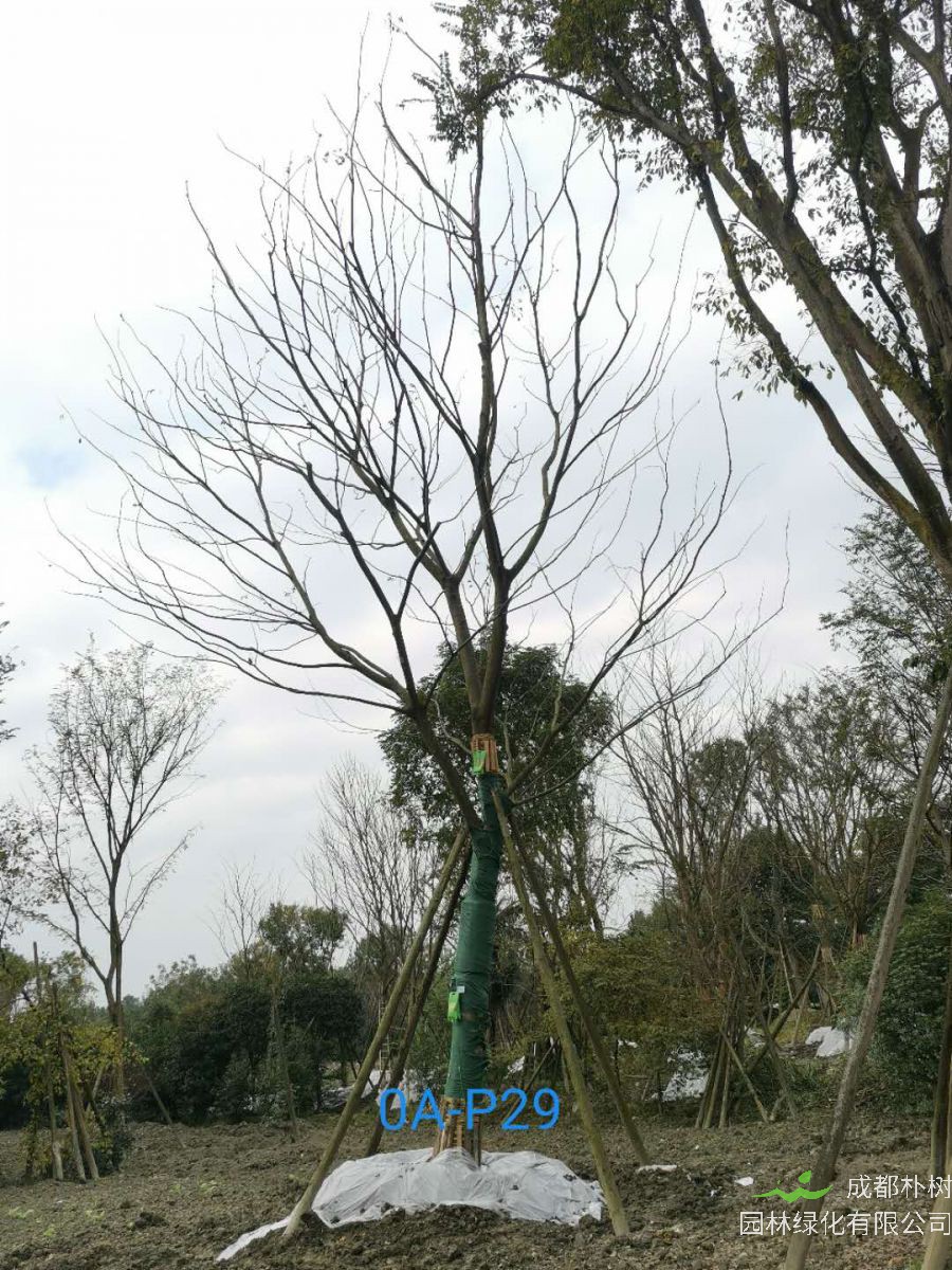 朴树木材如何？朴树绿化效益如何？