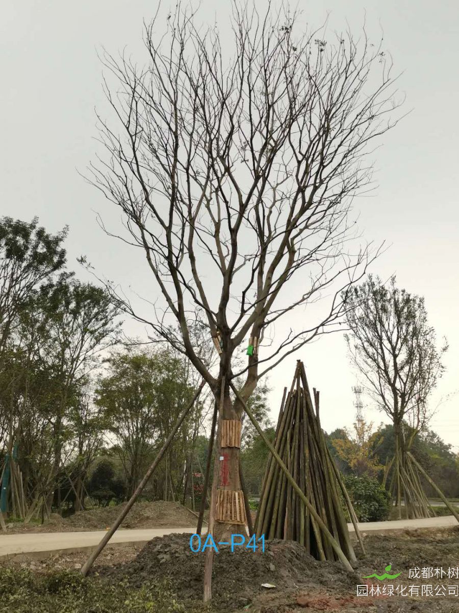 朴树木材如何？朴树绿化效益如何？