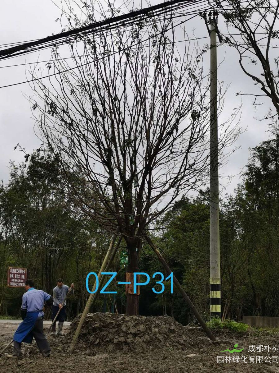 皂角树如何养护？皂角树种植效益如何？