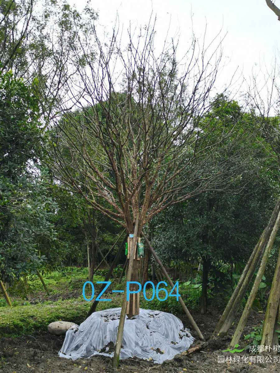 皂角树的果实有什么作用？皂角树的刺能做什么？