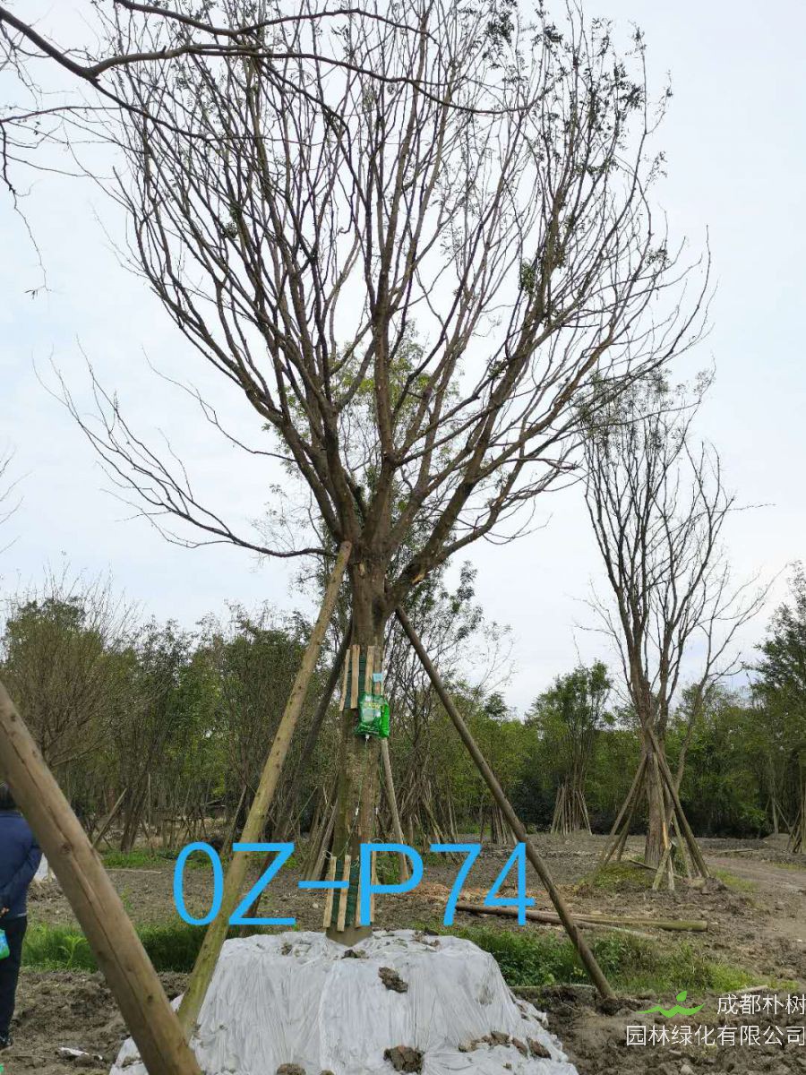 皂角树的果实有什么作用？皂角树的刺能做什么？