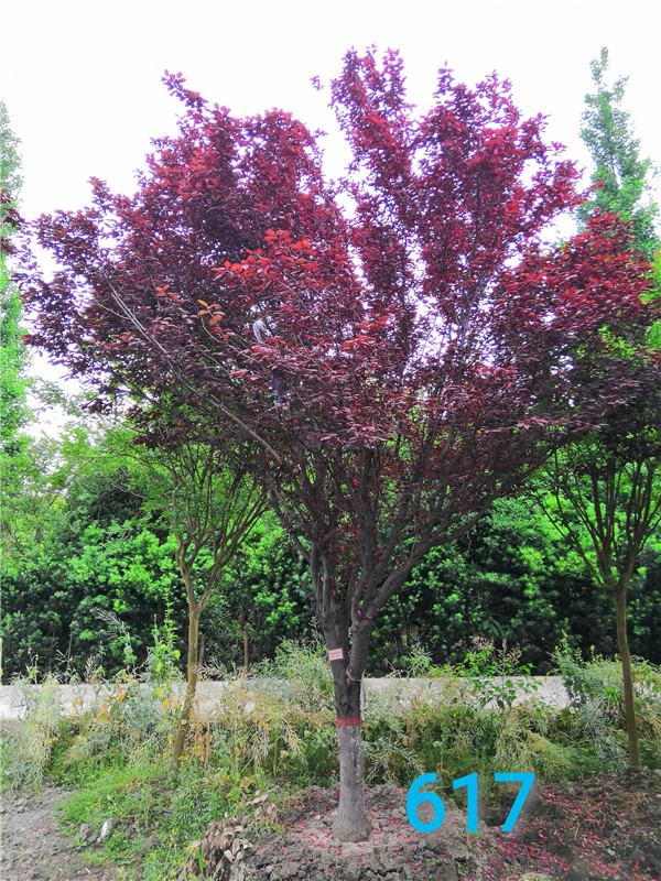 红叶李果实的功效与作用是什么？红叶李果实如何酿酒？