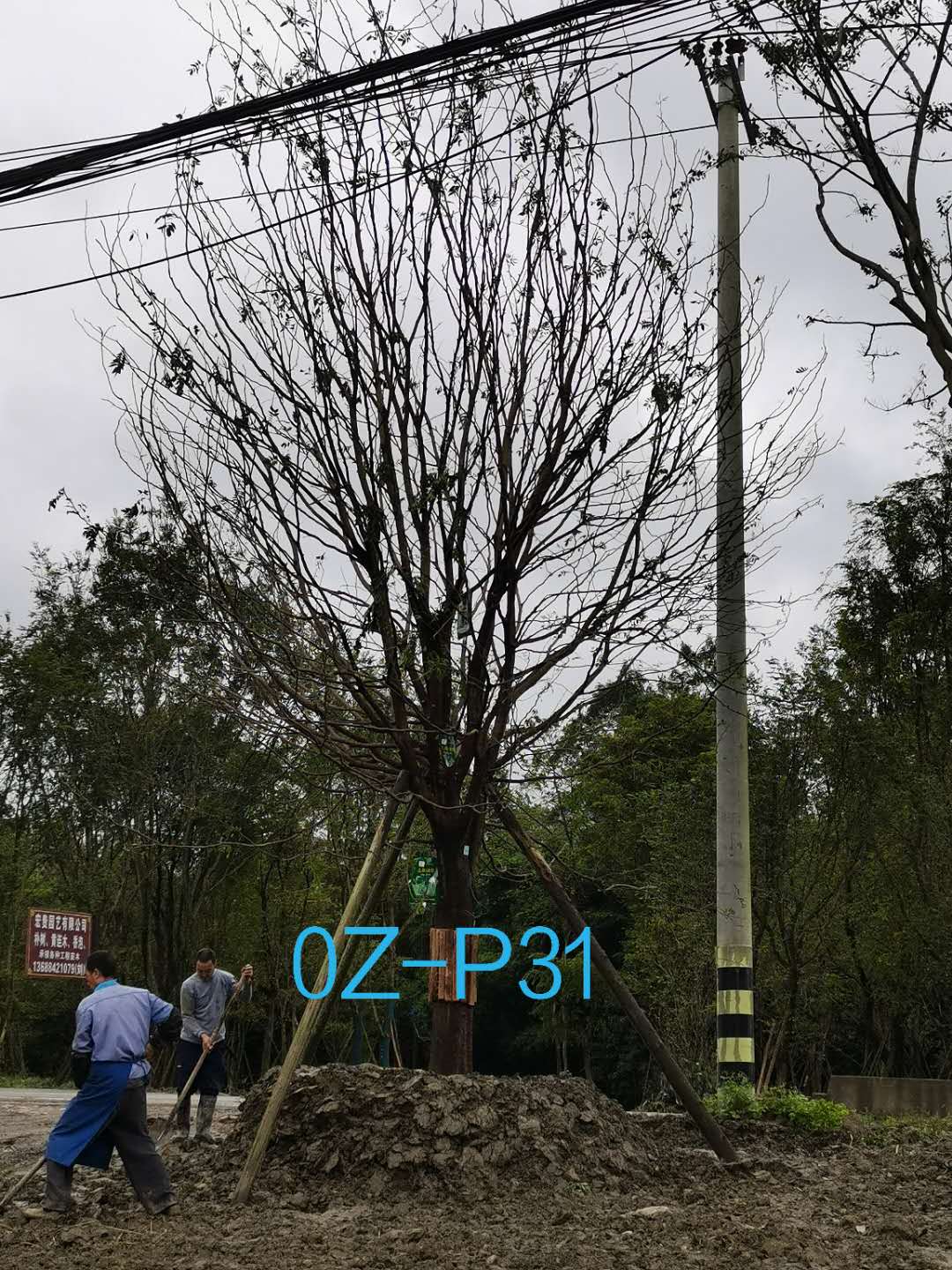 皂角树如何养护？皂角树种植效益如何？