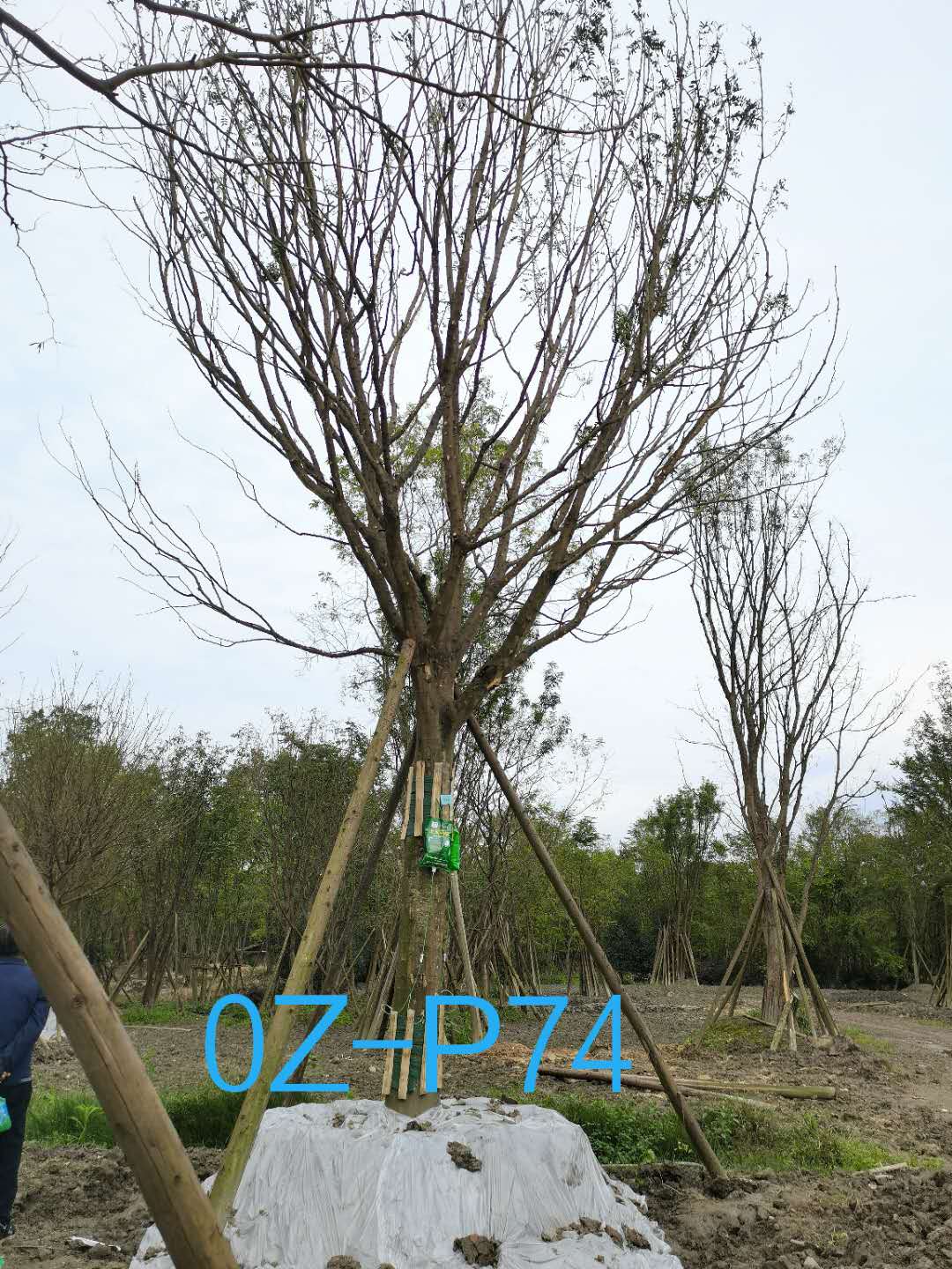 皂角树最怕什么？