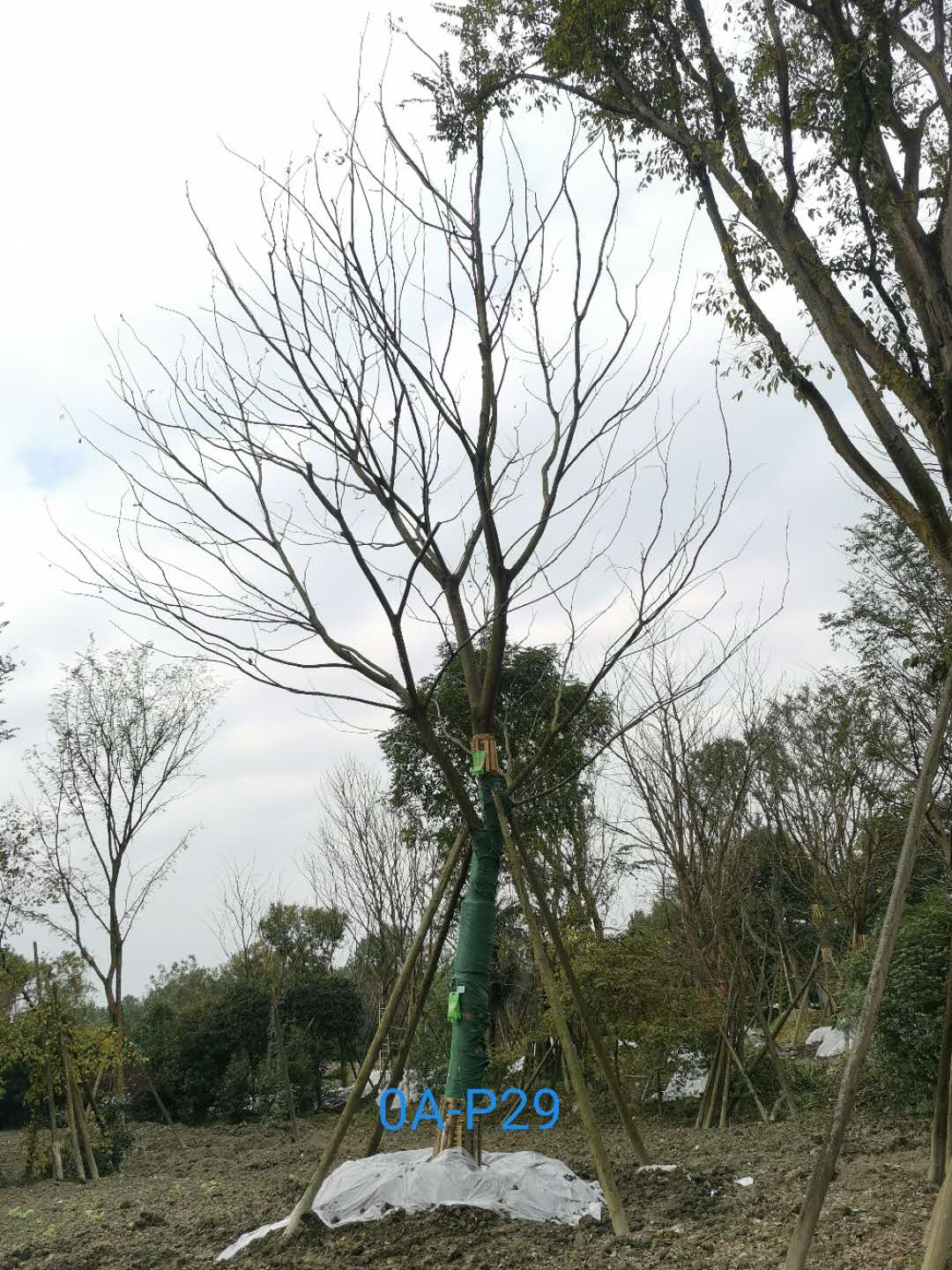 朴树木材如何？朴树绿化效益如何？