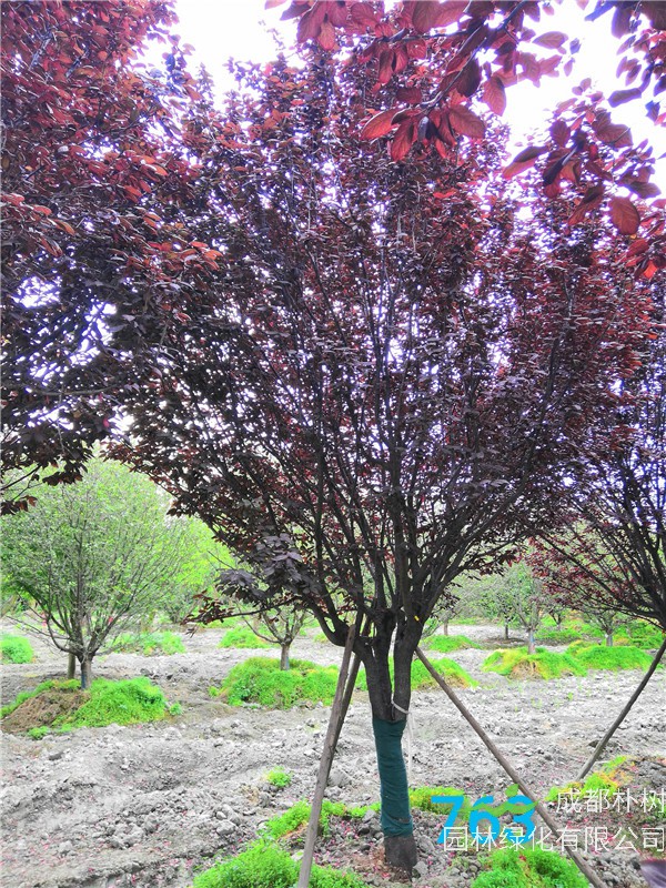 红叶李果实的功效与作用是什么？红叶李果实如何酿酒？