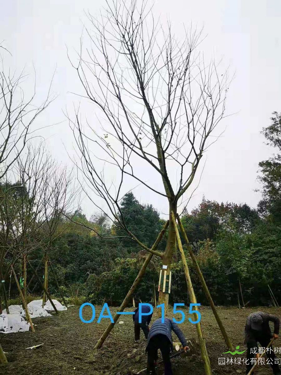 22-25公分朴树在四川价格怎么样？