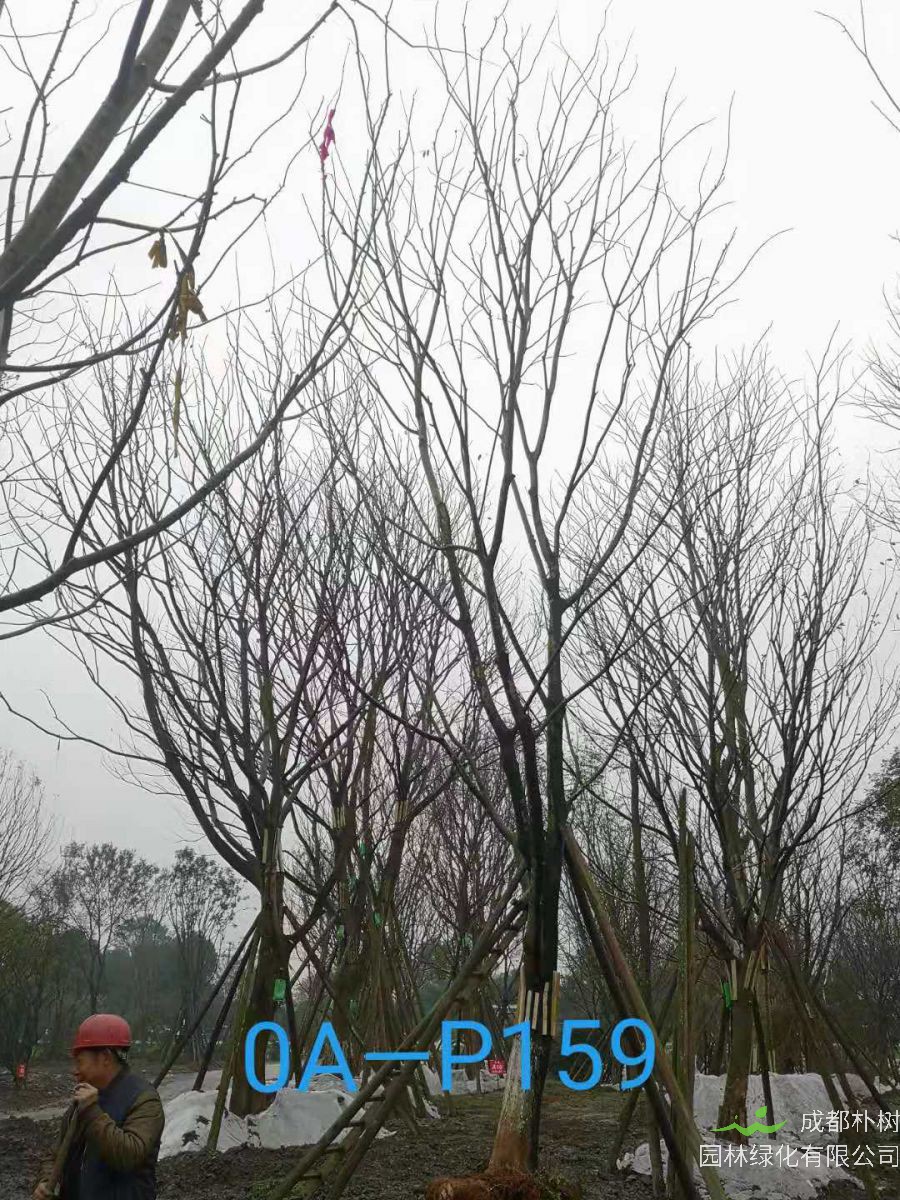四川省26-30公分朴树价格如何？