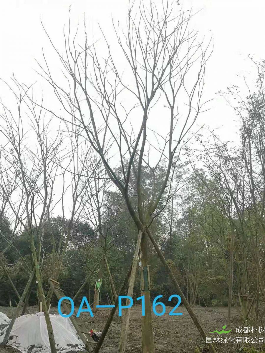 成都市-温江区苗木基地18-21公分的精品朴树价格详情怎么样？