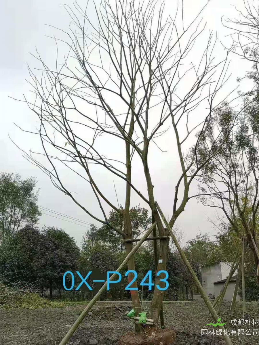 成都市31-34公分精品朴树价格怎么样？