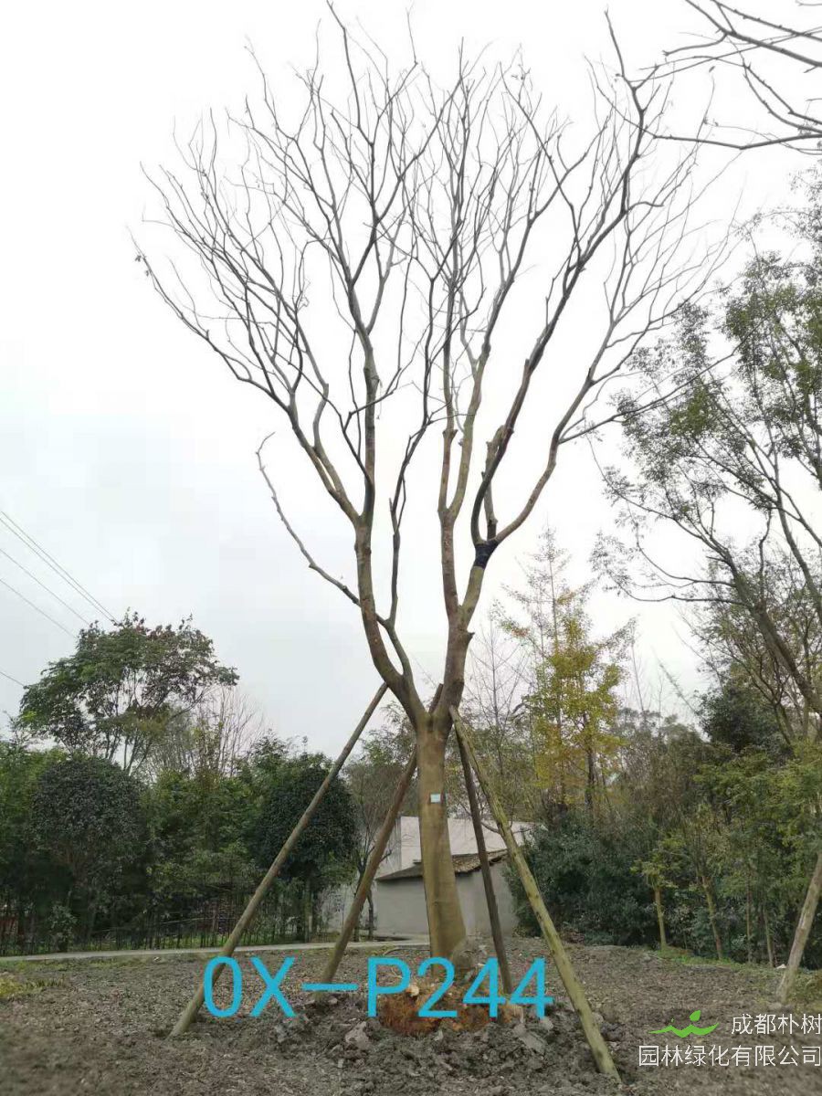 成都市31-34公分精品朴树价格怎么样？