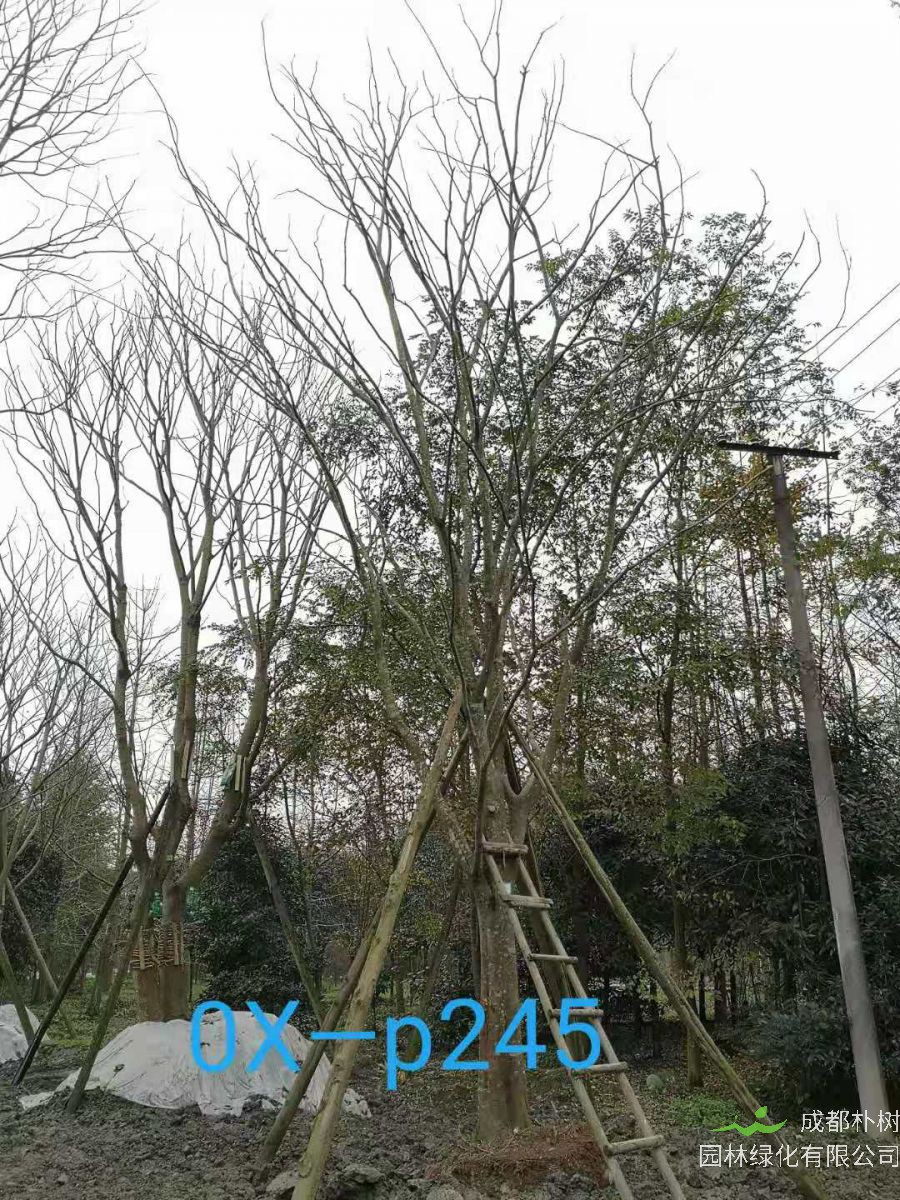 四川省26-30公分朴树价格如何？