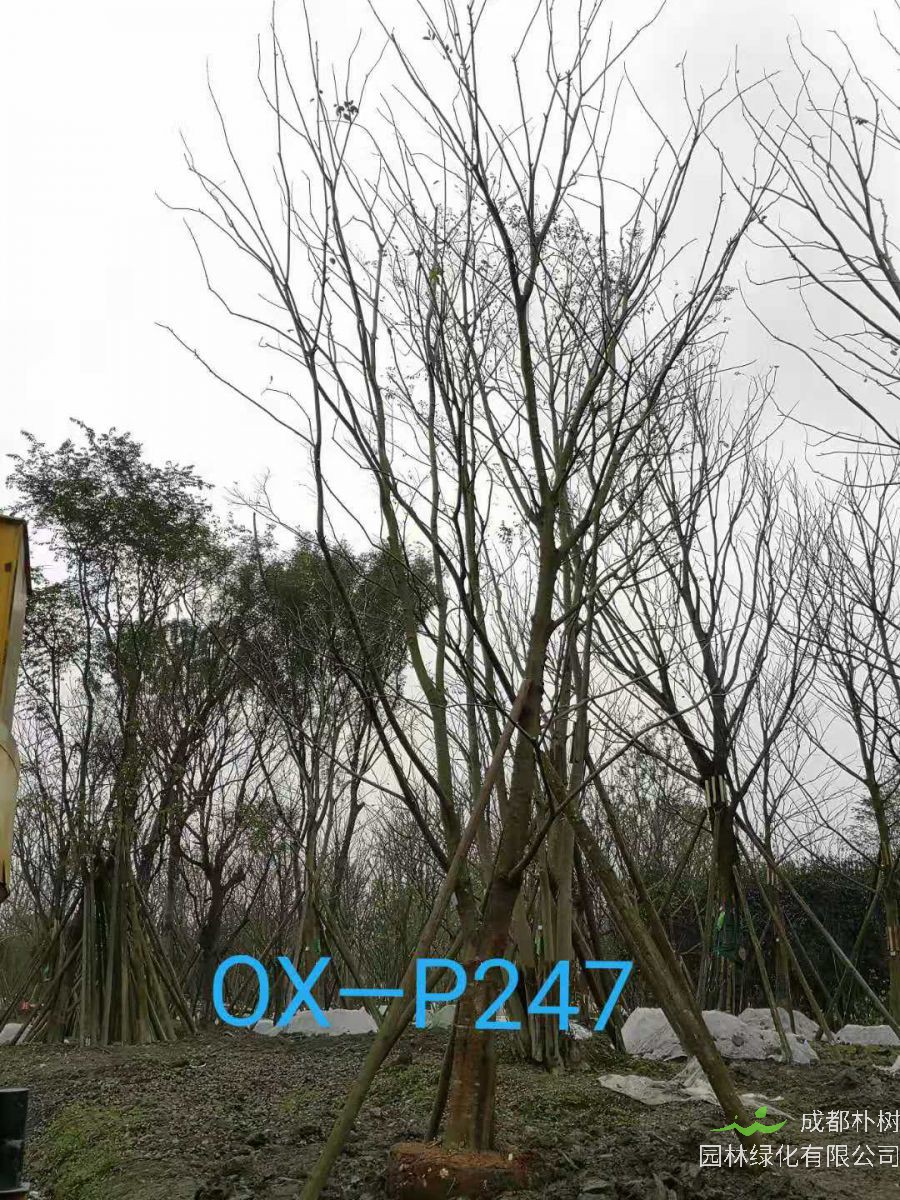 22-25公分朴树在四川价格怎么样？