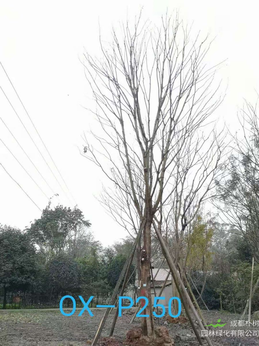 成都市31-34公分精品朴树价格怎么样？