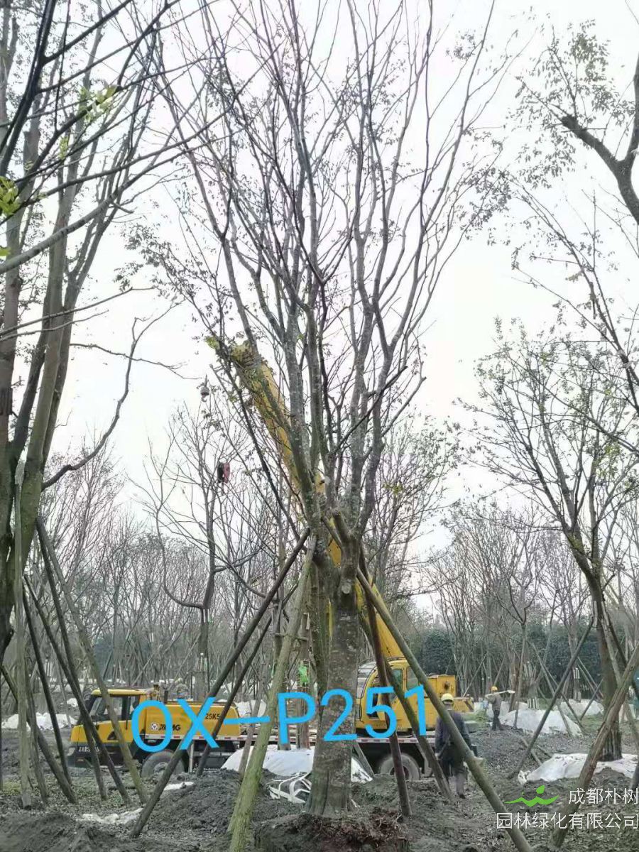 四川省26-30公分朴树价格如何？