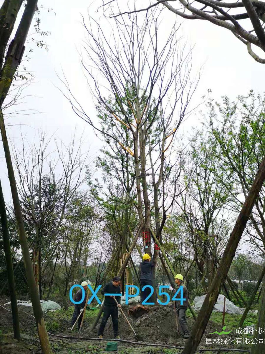 成都市31-34公分精品朴树价格怎么样？