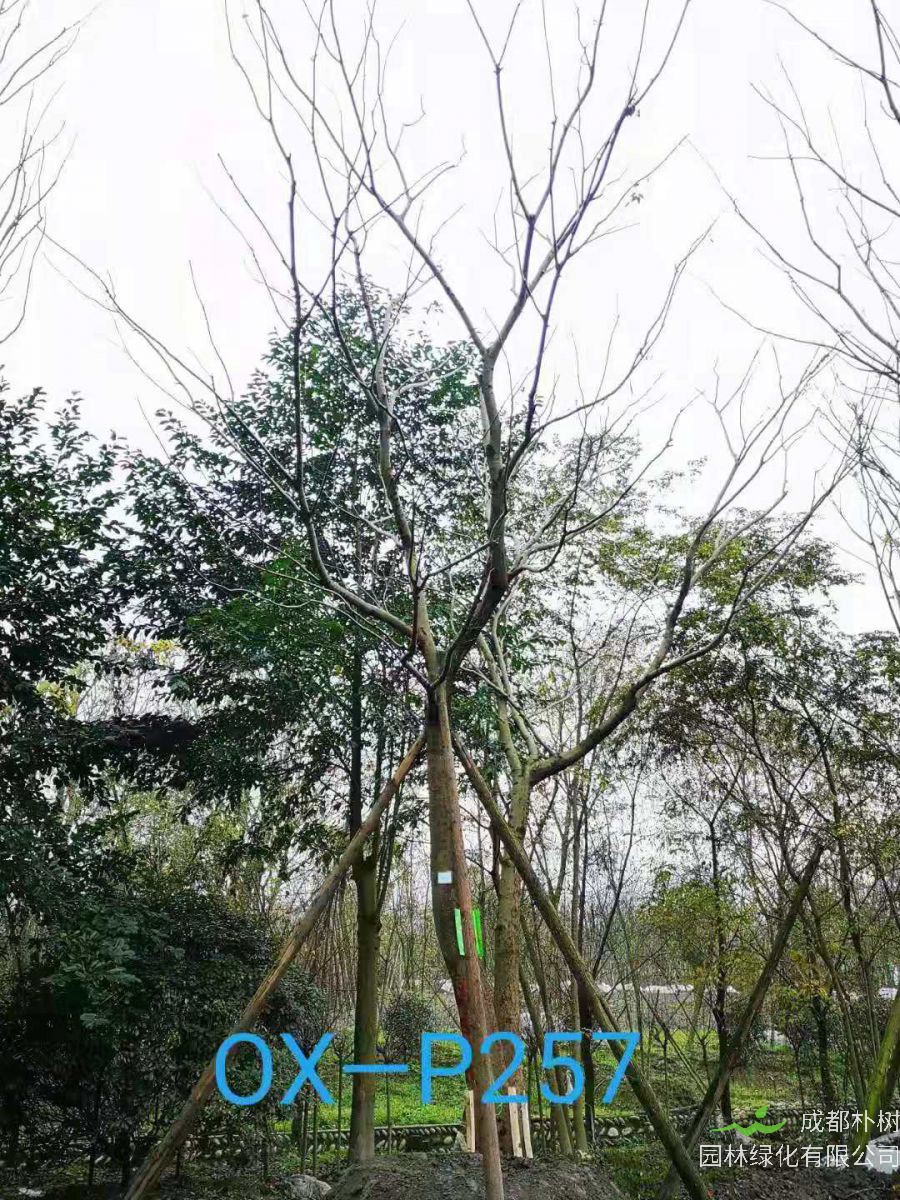 四川省26-30公分朴树价格如何？