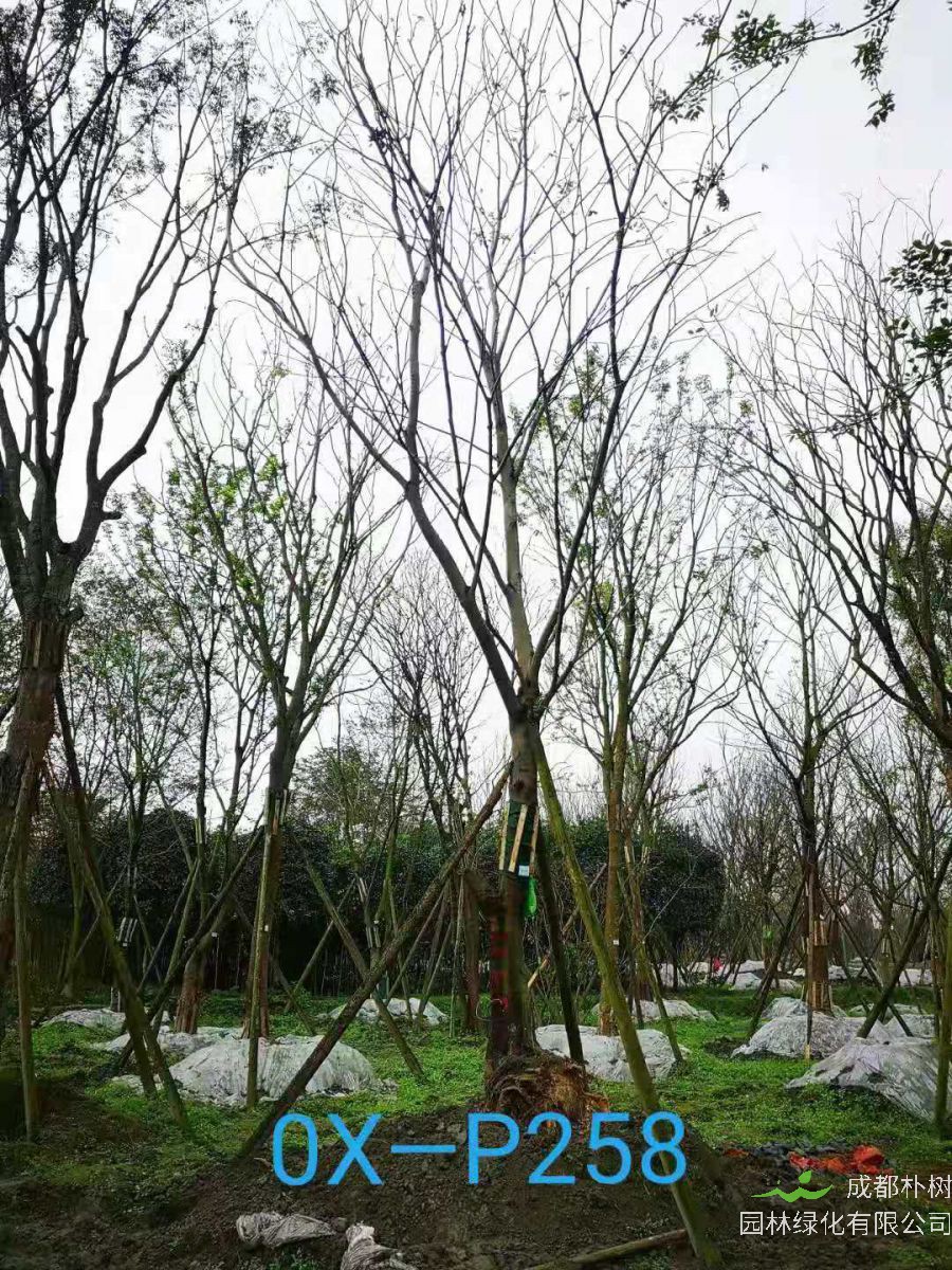 四川省26-30公分朴树价格如何？