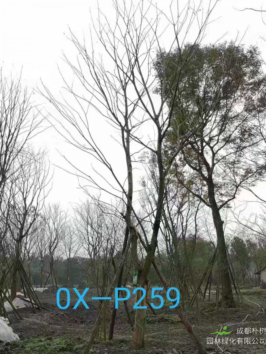 22-25公分朴树在四川价格怎么样？