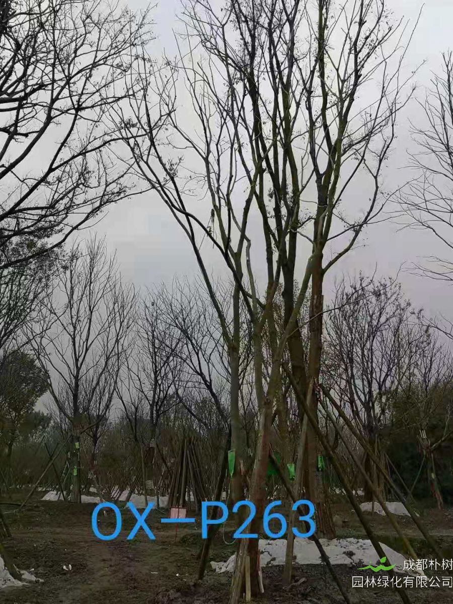 四川省26-30公分朴树价格如何？