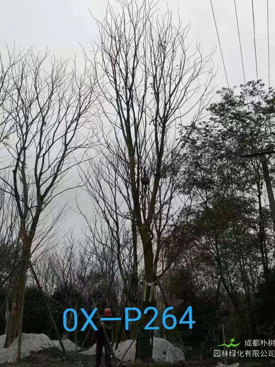 22-25公分朴树在四川价格怎么样？