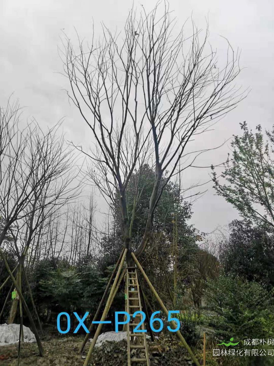 四川省26-30公分朴树价格如何？