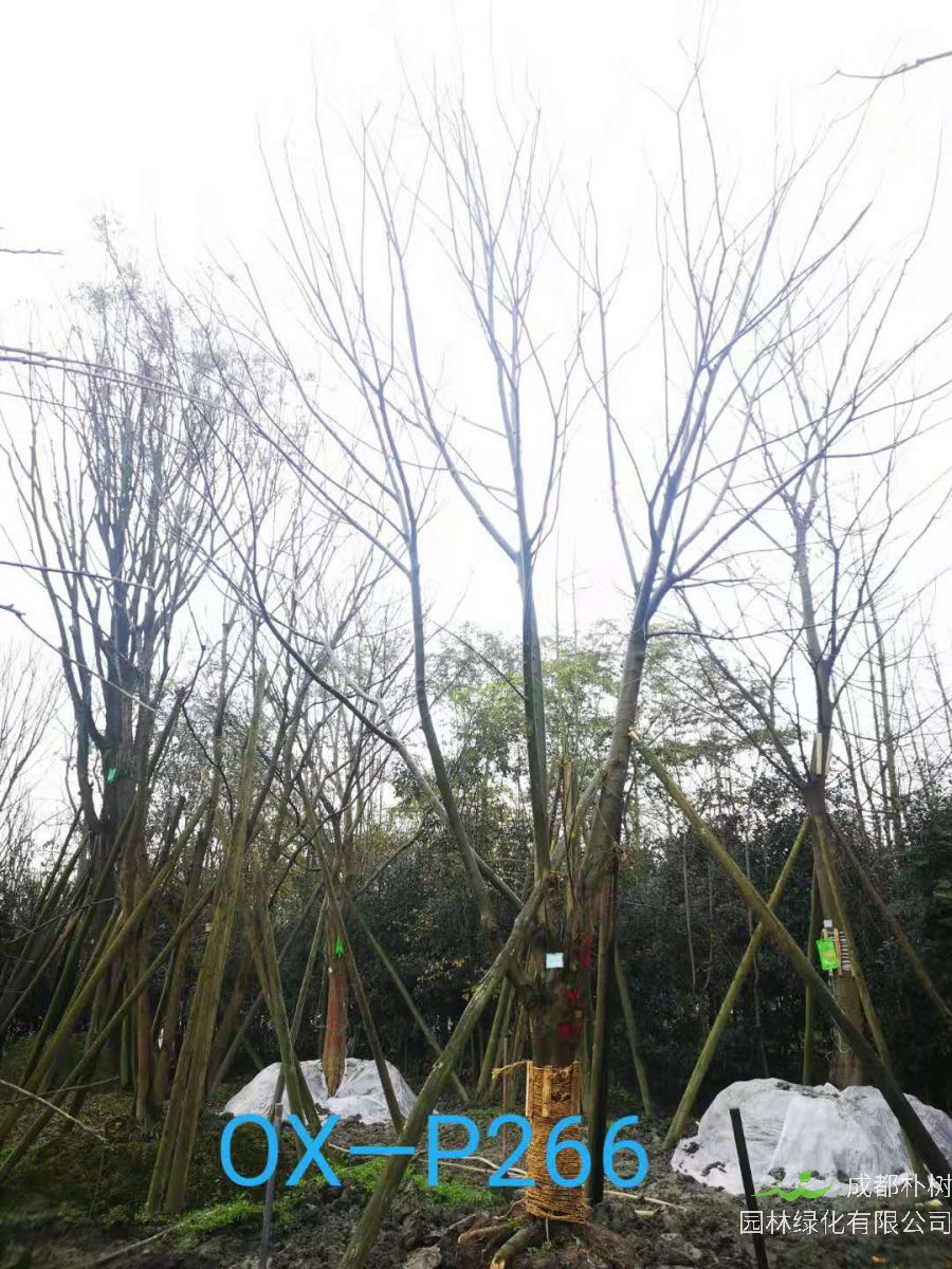 22-25公分朴树在四川价格怎么样？