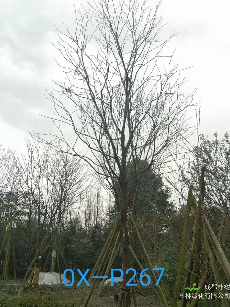 四川省26-30公分朴树价格如何？