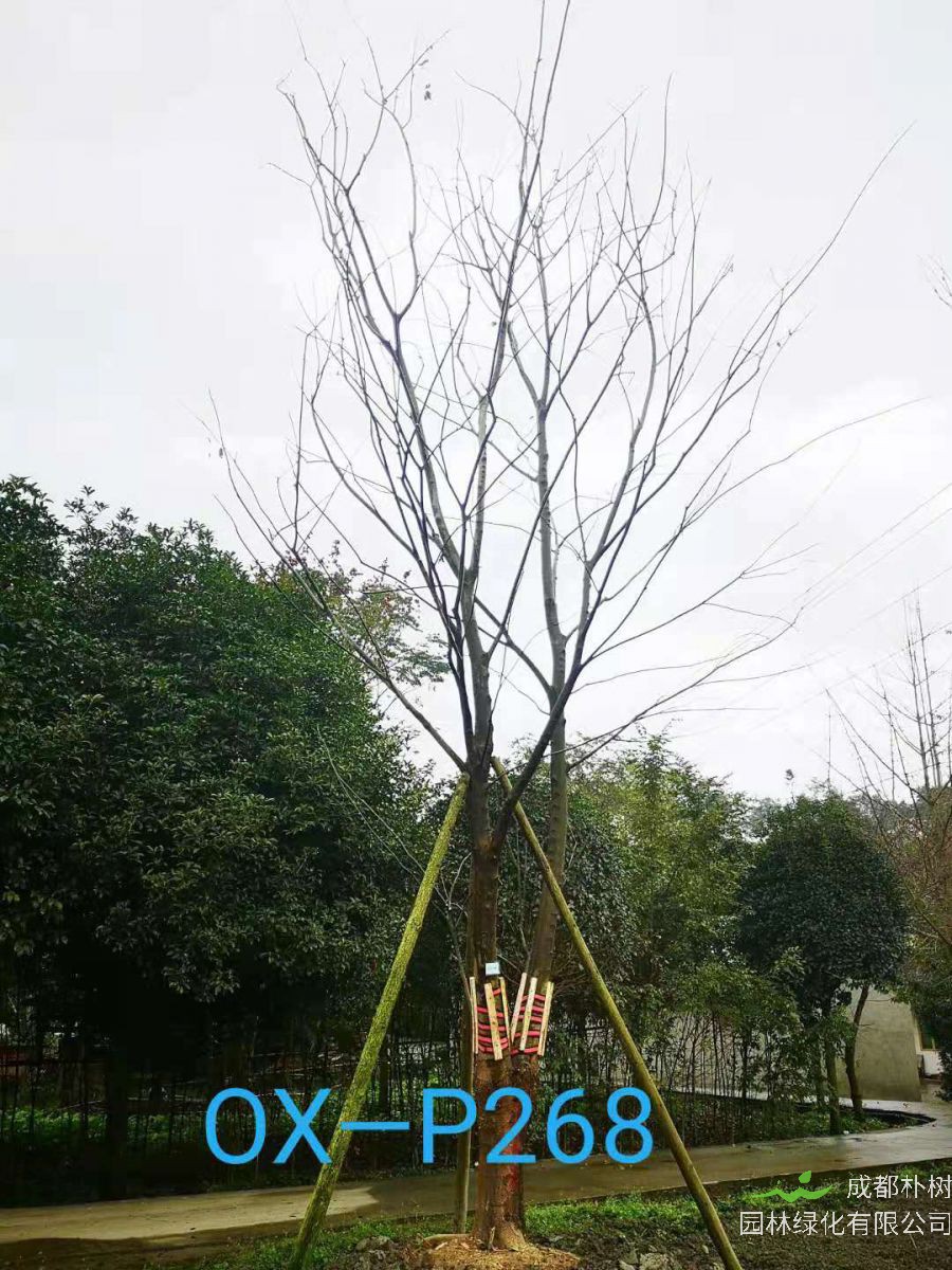 四川省26-30公分朴树价格如何？