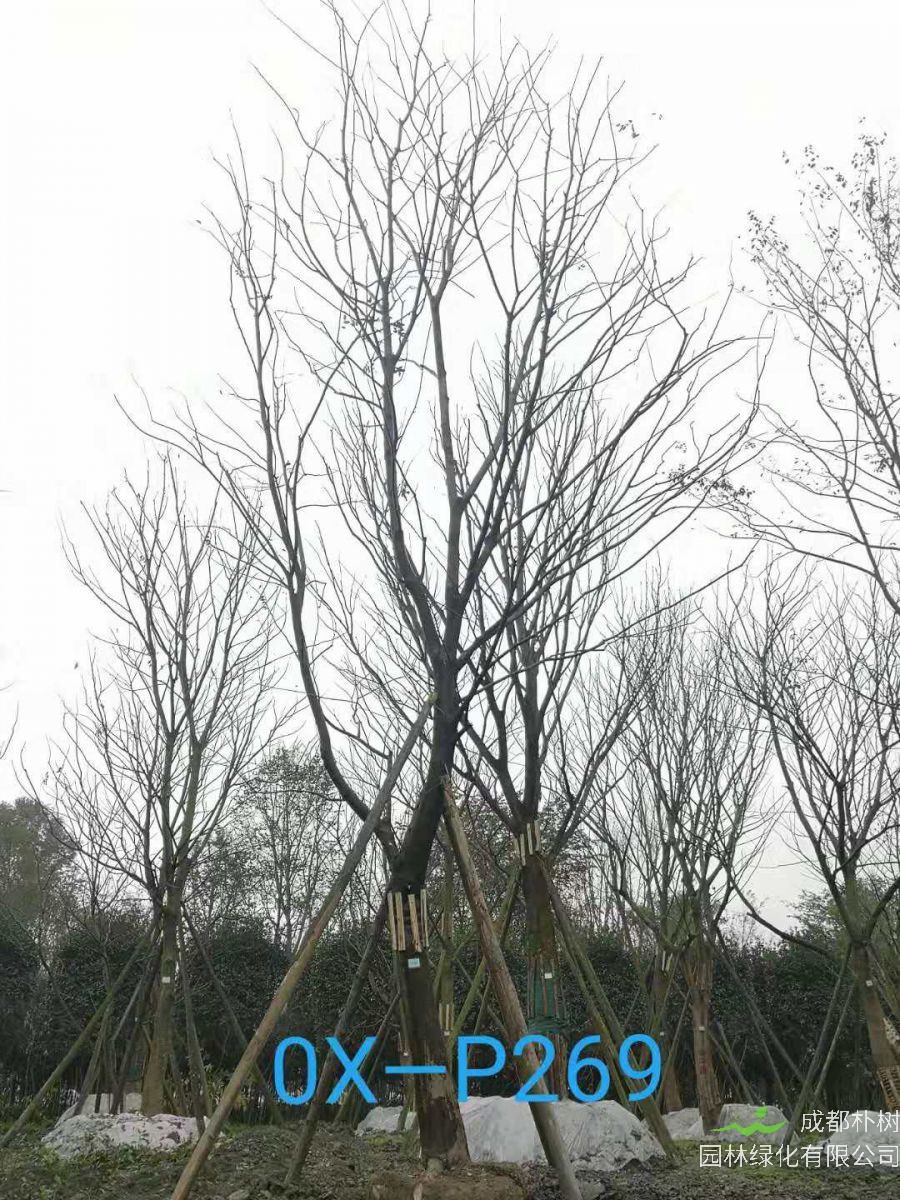 四川省26-30公分朴树价格如何？