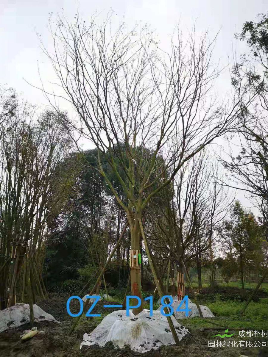 四川省26-30公分朴树价格如何？