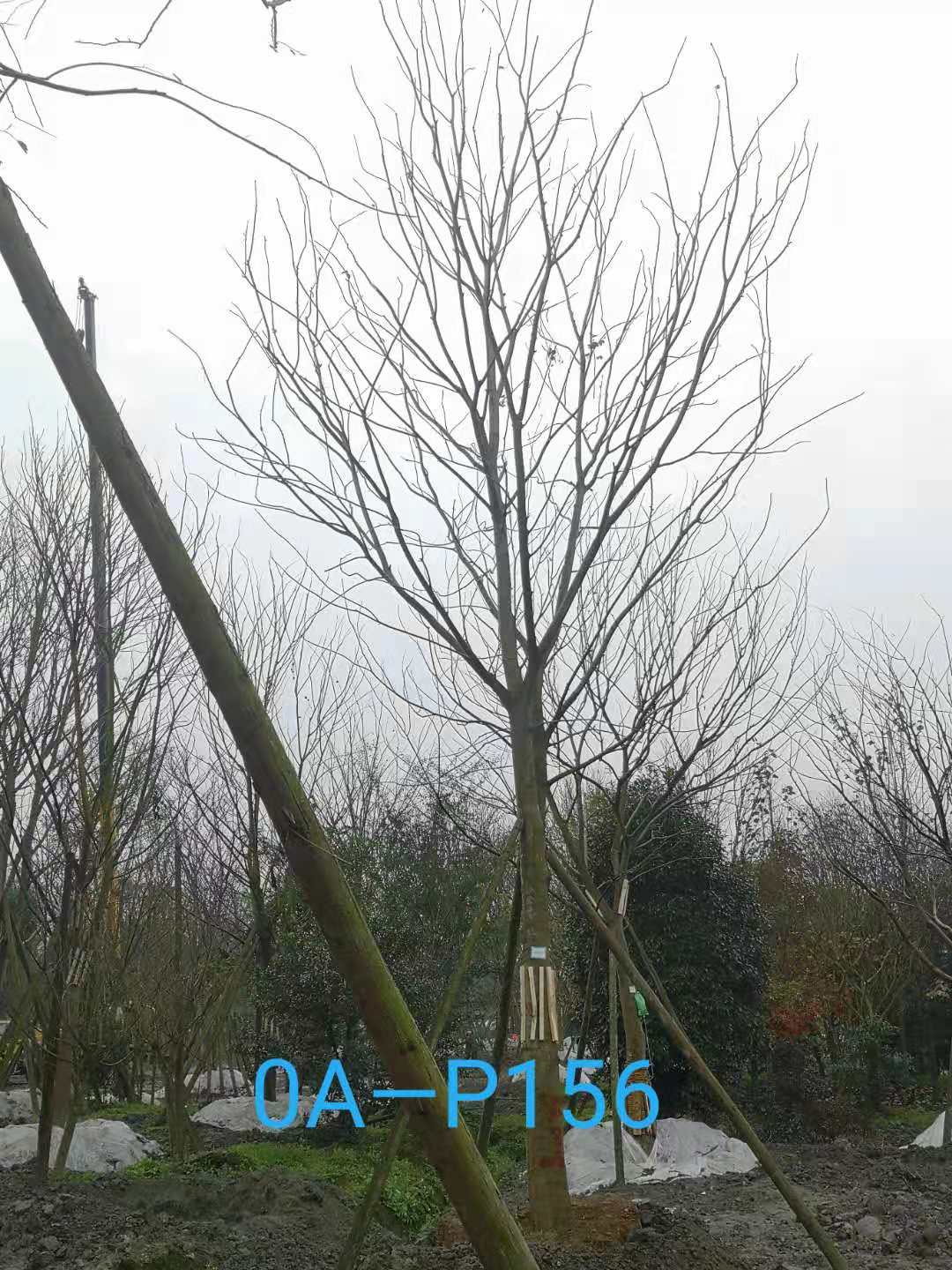 22-25公分朴树在四川价格怎么样？