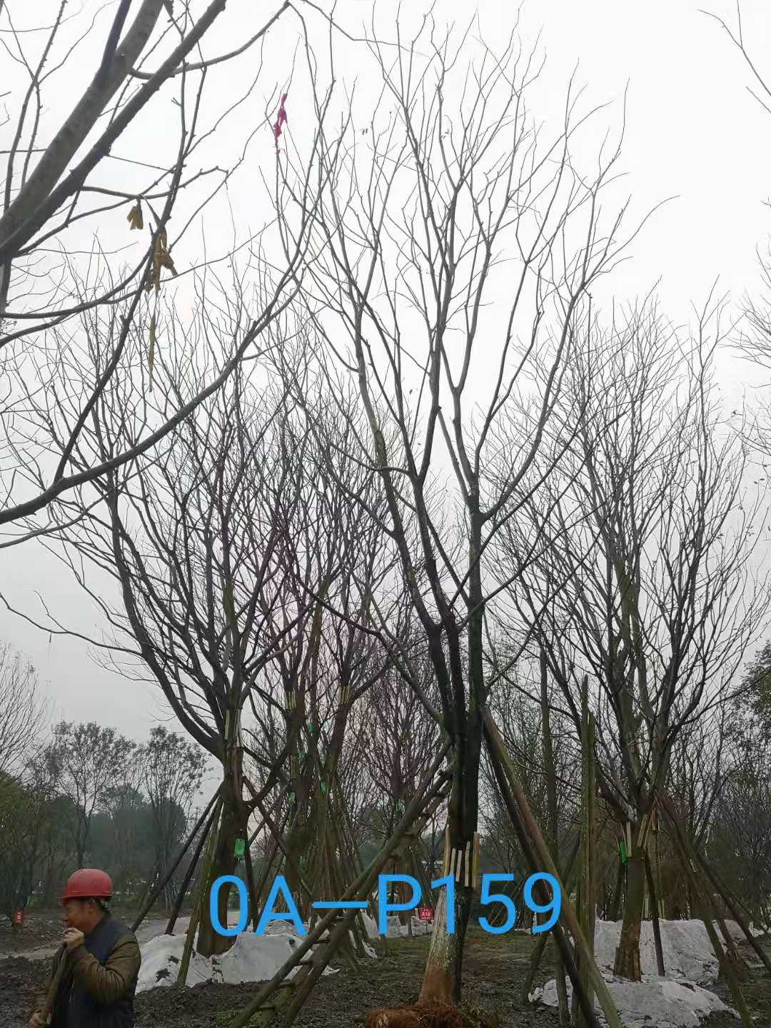 四川省26-30公分朴树价格如何？