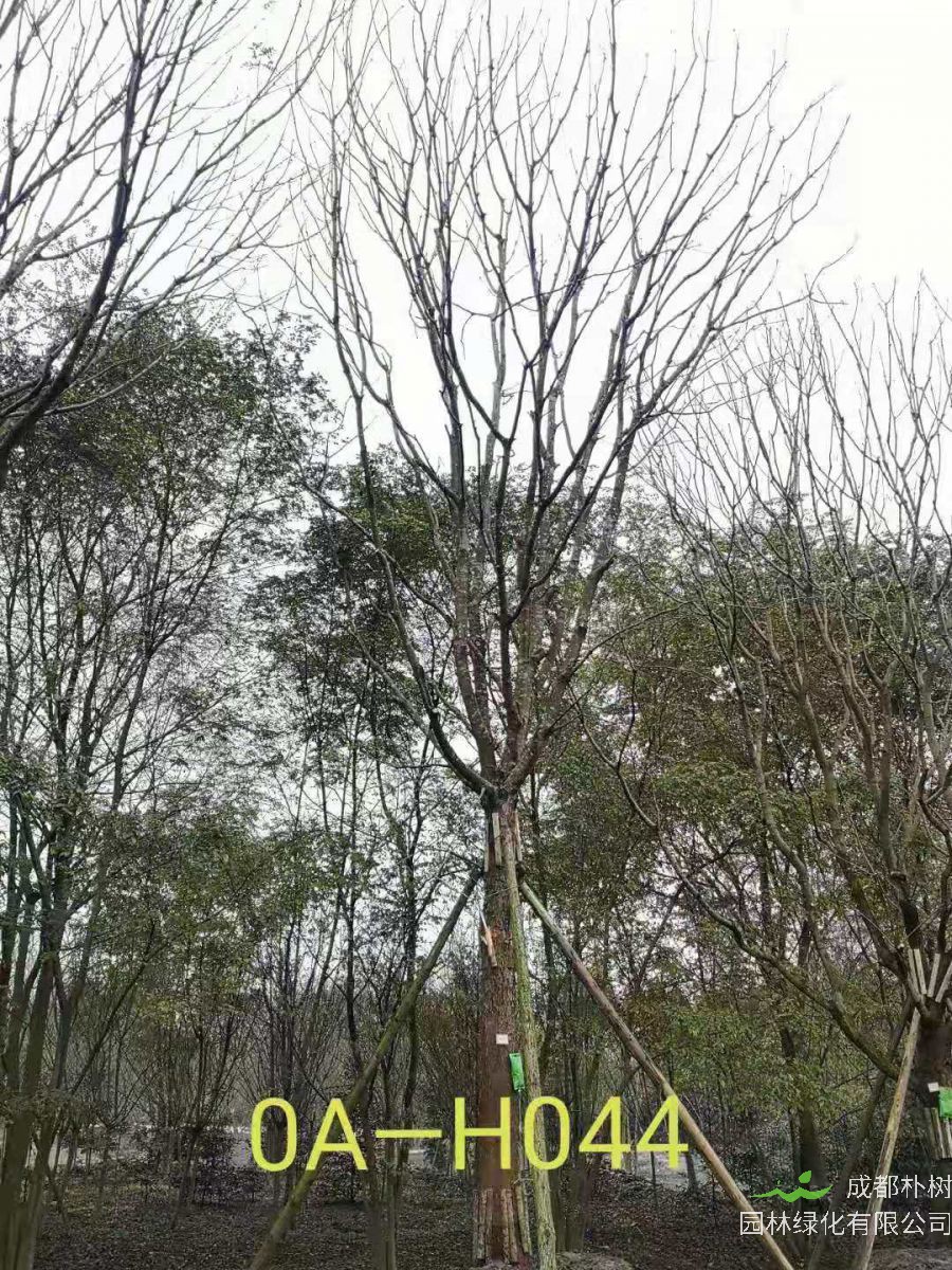 35公分-39公分的精品黄连木在四川省-成都市园林基地价格如何？