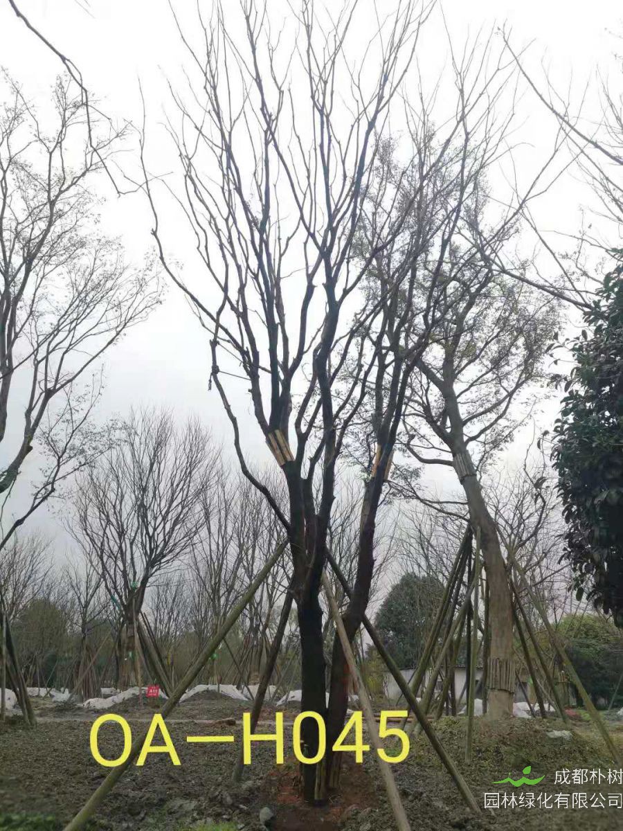 35公分-39公分的精品黄连木在四川省-成都市园林基地价格如何？