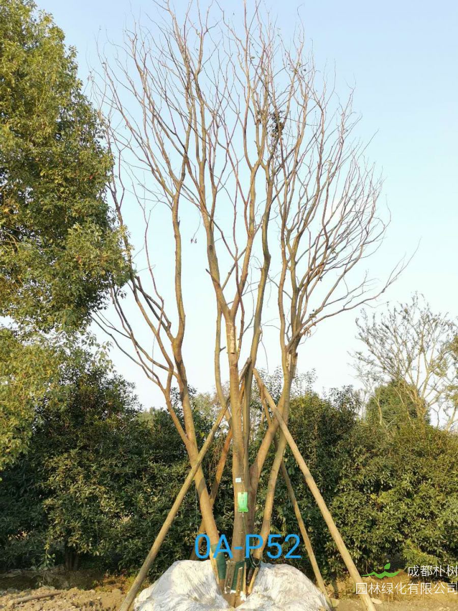 丛生朴树和朴树区别是什么？