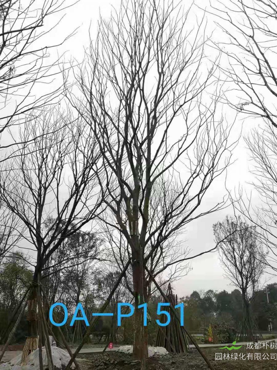 四川省-成都市苗木基地直销的37-45公分精品朴树价格如何？