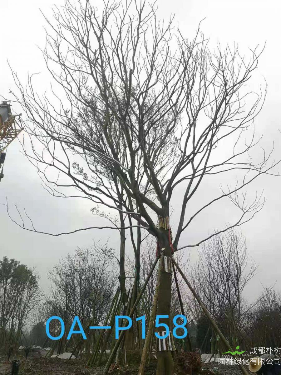 47-51公分朴树价格详情-价格趋势-价格走向