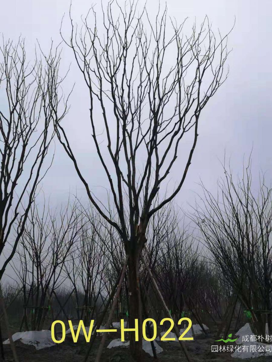 35公分-39公分的精品黄连木在四川省-成都市园林基地价格如何？
