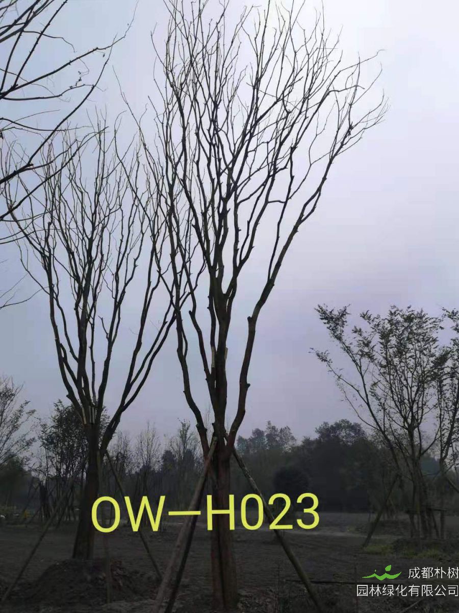 35公分-39公分的精品黄连木在四川省-成都市园林基地价格如何？