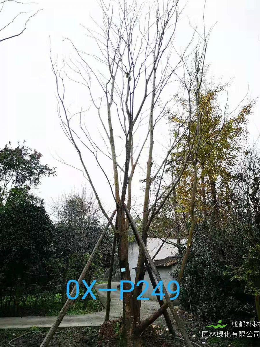 成都市-温江区苗木基地直销的74公分丛生朴树价格详情-价格趋势