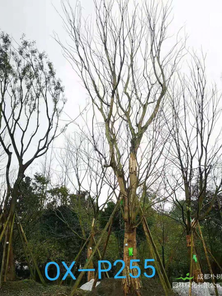 47-51公分朴树价格详情-价格趋势-价格走向