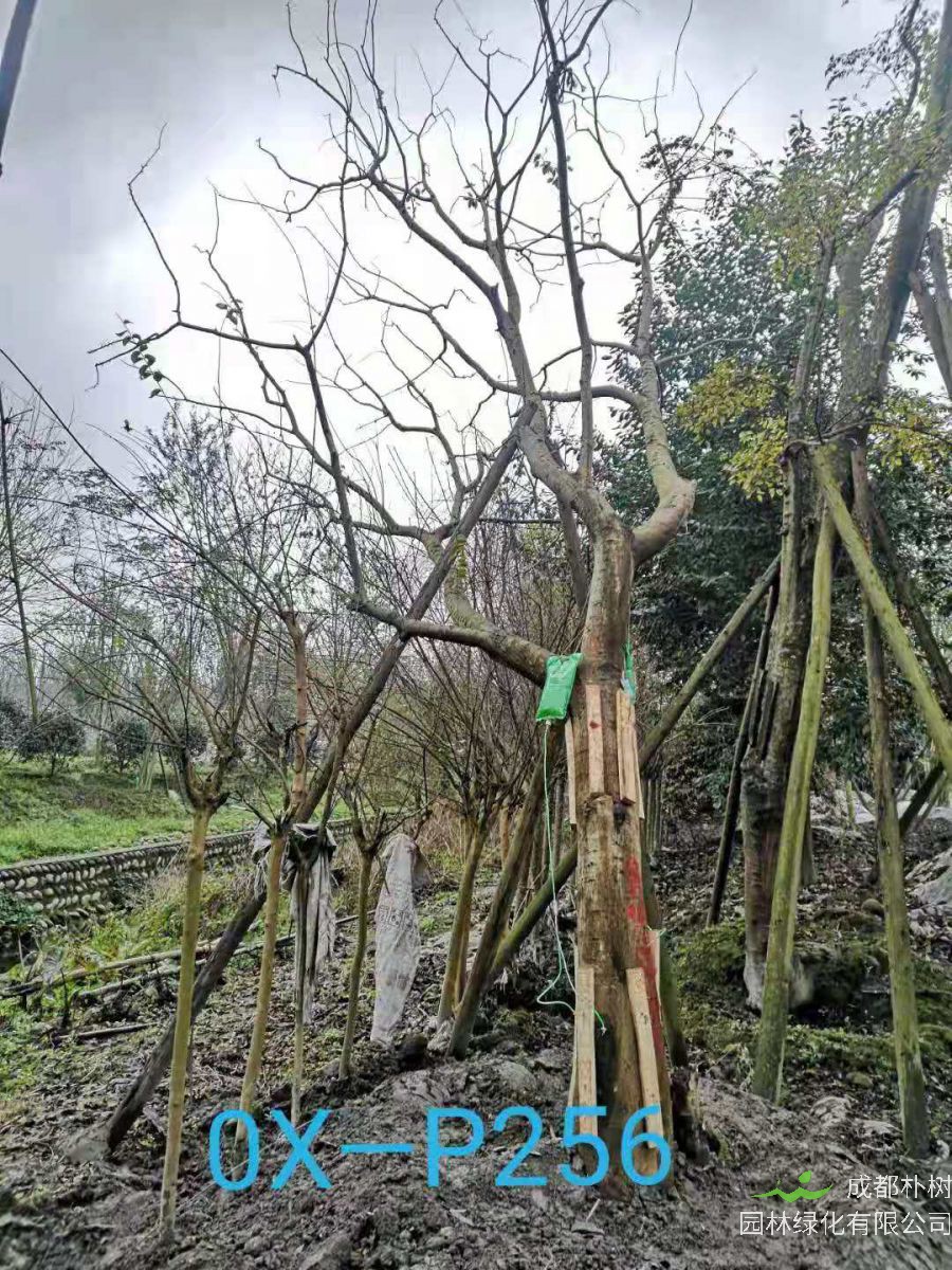 四川省-成都市-温江区园林基地24-29公分斜飘朴树价格怎么样？