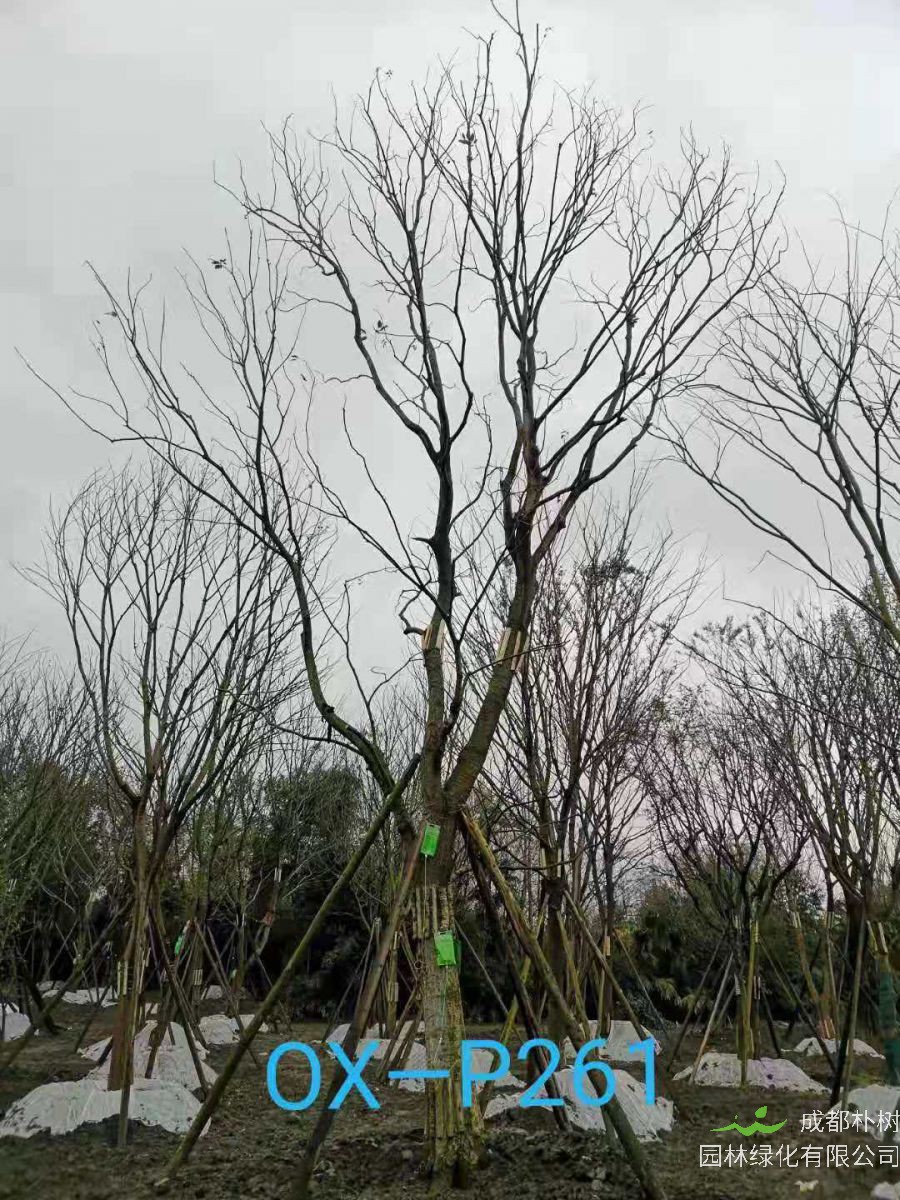 四川省-成都市苗木基地直销的37-45公分精品朴树价格如何？