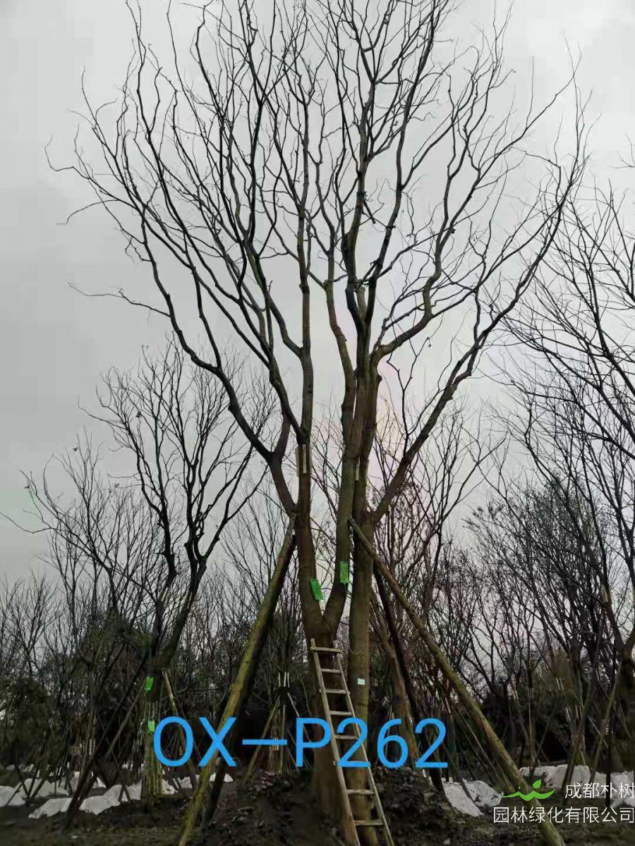 47-51公分朴树价格详情-价格趋势-价格走向