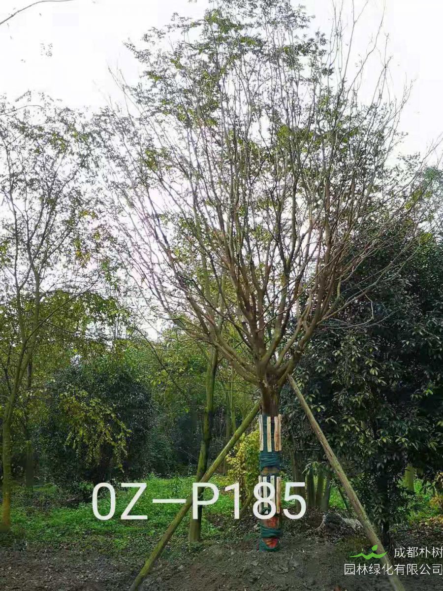 四川省-自贡市苗木基地直销的25-31公分皂角树价格详情