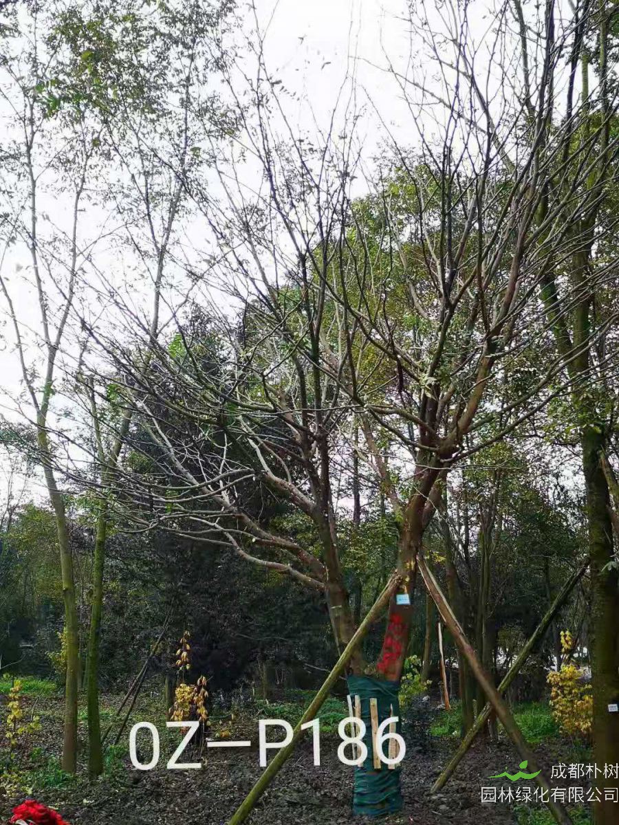 四川省-自贡市苗木基地直销的25-31公分皂角树价格详情