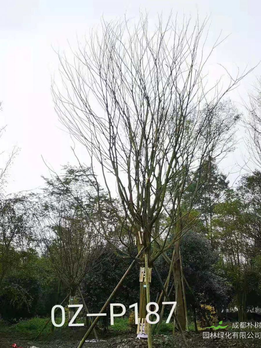 四川省-自贡市苗木基地直销的25-31公分皂角树价格详情