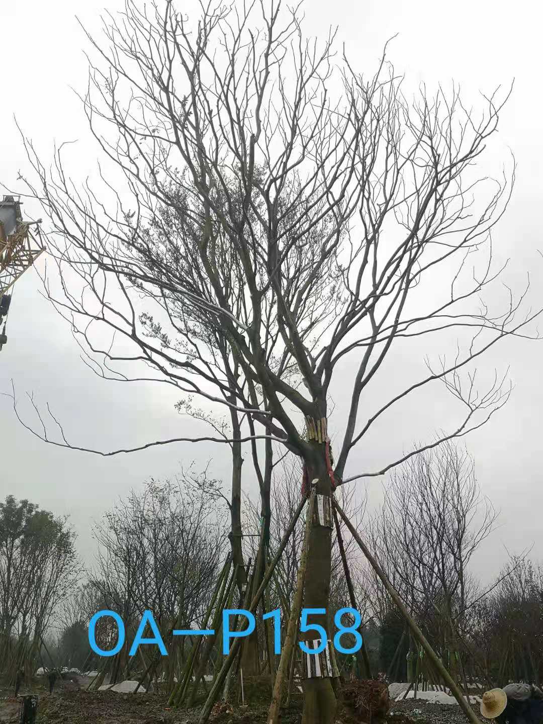 47-51公分朴树价格详情-价格趋势-价格走向